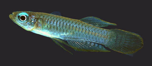 (Aplocheilichthys) Род АПЛОХЕЙЛИХТИСЫ, АПЛОХЕЙЛИХТЫ, СВЕТЛОГЛАЗКИ 43 вида